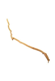 Drewno Rhododendron Tree do 200 cm