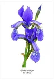 Obraz A4 Kosaciec syberyjski