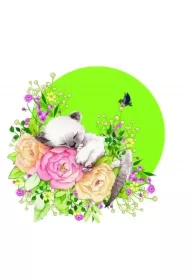 Karnet Swarovski kwadrat Kot CL2002