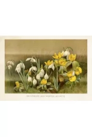 Karnet ST504 B6 + koperta Przebiśniegi