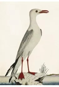 Karnet ST371 B6 + koperta Mewa