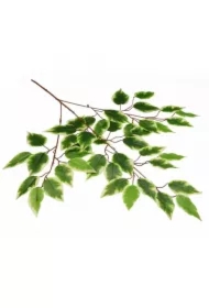 Kompozycja kwiatowa gałązka benjamina cieniowana VC3629