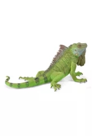 Iguana