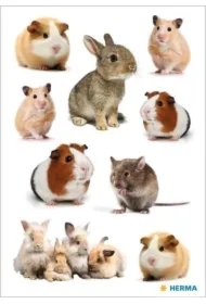 Naklejka Decor gryzonie