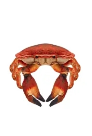 Krab słonowodny 26cm