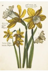 Karnet ST484 B6 + koperta Żonkile - narcyzy