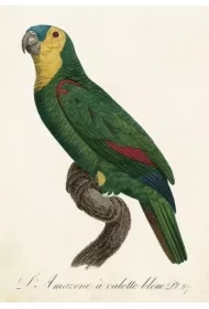 Karnet ST452 B6 + koperta Papuga