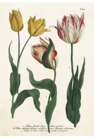 Karnet ST449 B6 + koperta Tulipany