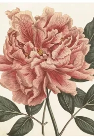 Karnet ST451 B6 + koperta Piwonia