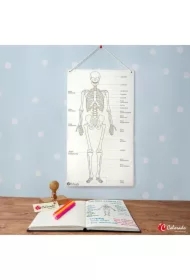 Szkielet człowieka tablica edukacyjna