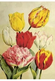 Karnet ST508 B6 + koperta Tulipany