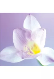 Karnet B2W 202 002 + koperta Kwiat biały