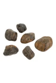 Kamienie polerowane Tiger Pebble 30-50 mm do akwarium terrarium