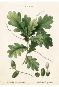 Karnet ST283 B6 + koperta Liść dębu