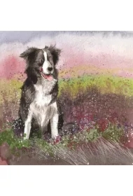 Karnet AC580 Pies Collie