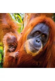 Karnet kwadrat z kopertą Sumatran Orangutan and Ba