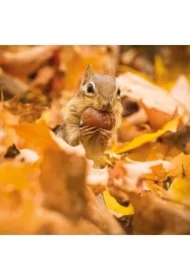 Karnet kwadrat z kopertą Chipmunk with an acorn