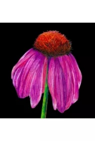 Karnet z kopertą SB10 Jeżówka