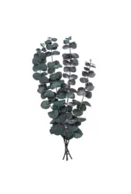 Eukaliptus baby blue 4 gałązki ok. 20cm zielony