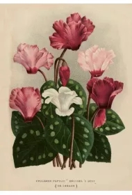 Karnet ST501 B6 + koperta Cyklameny