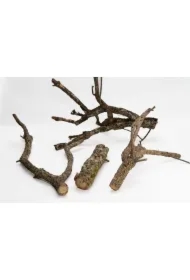Gałąź dębu korkowego, 60 cm, XL