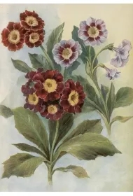 Karnet ST515 B6 + koperta Pierwiosnek bezłodygowy