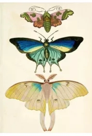 Karnet B6 z kopertą Ćmy