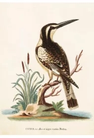 Karnet ST224 B6 + koperta Zimorodek