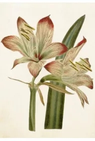 Karnet B6 + koperta Amarylis