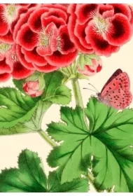 Karnet B6 z kopertą Pelargonia