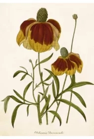 Karnet ST500 B6 + koperta Rudbekia