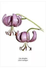 Obraz A4 Lilia złotogłów