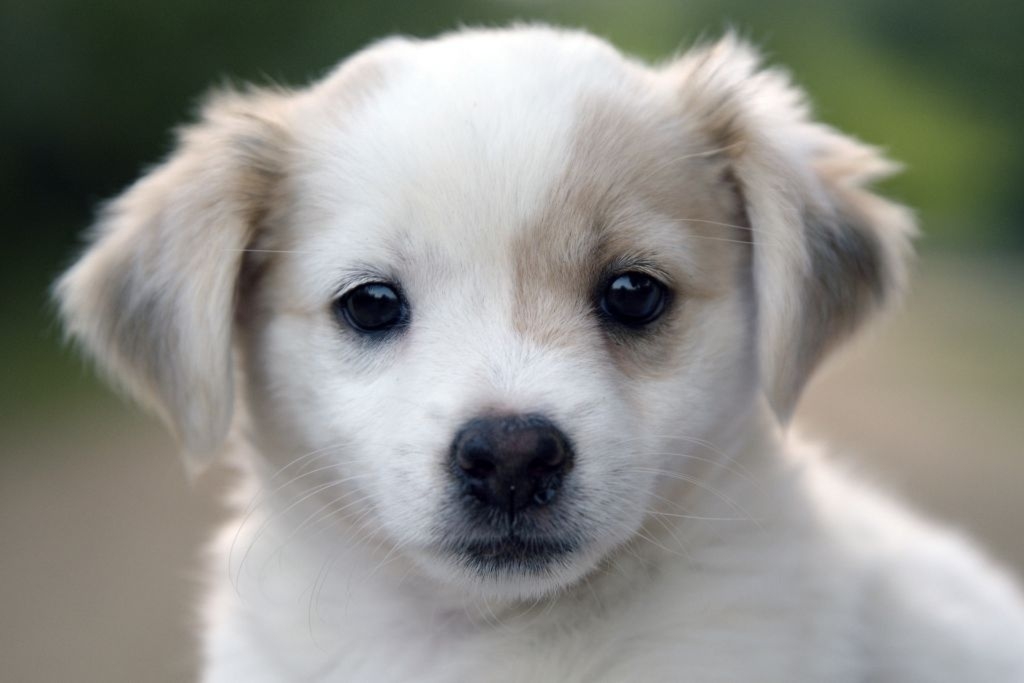 Fototapeta piesek 147a