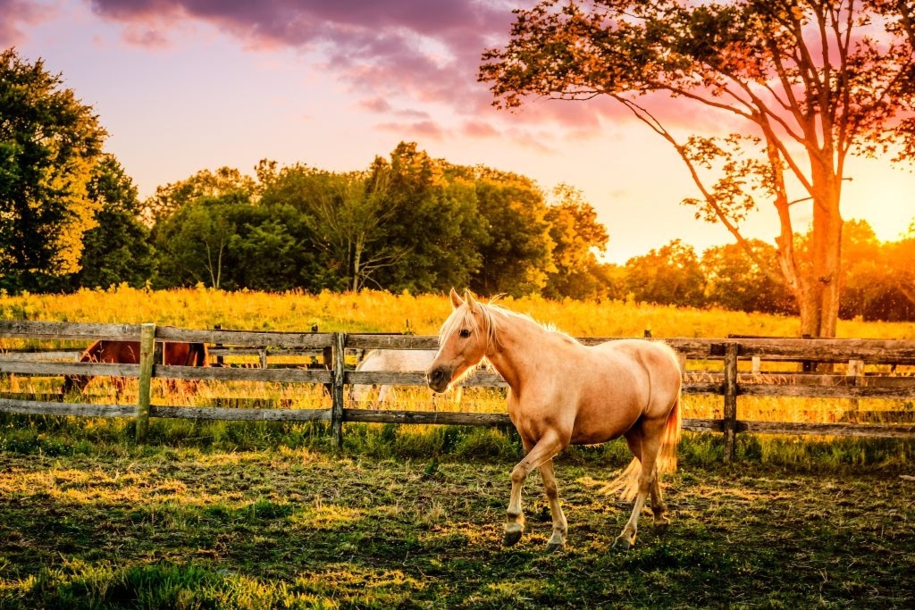 Fototapeta konie 896s