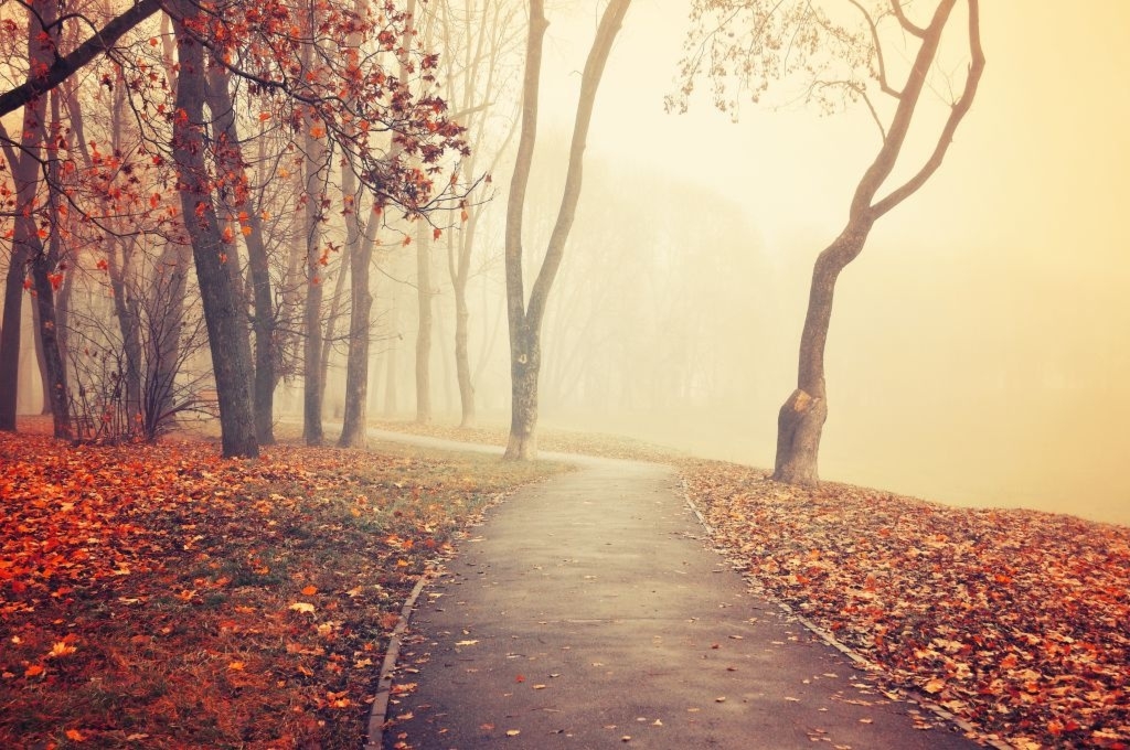 Fototapeta alejka 1207