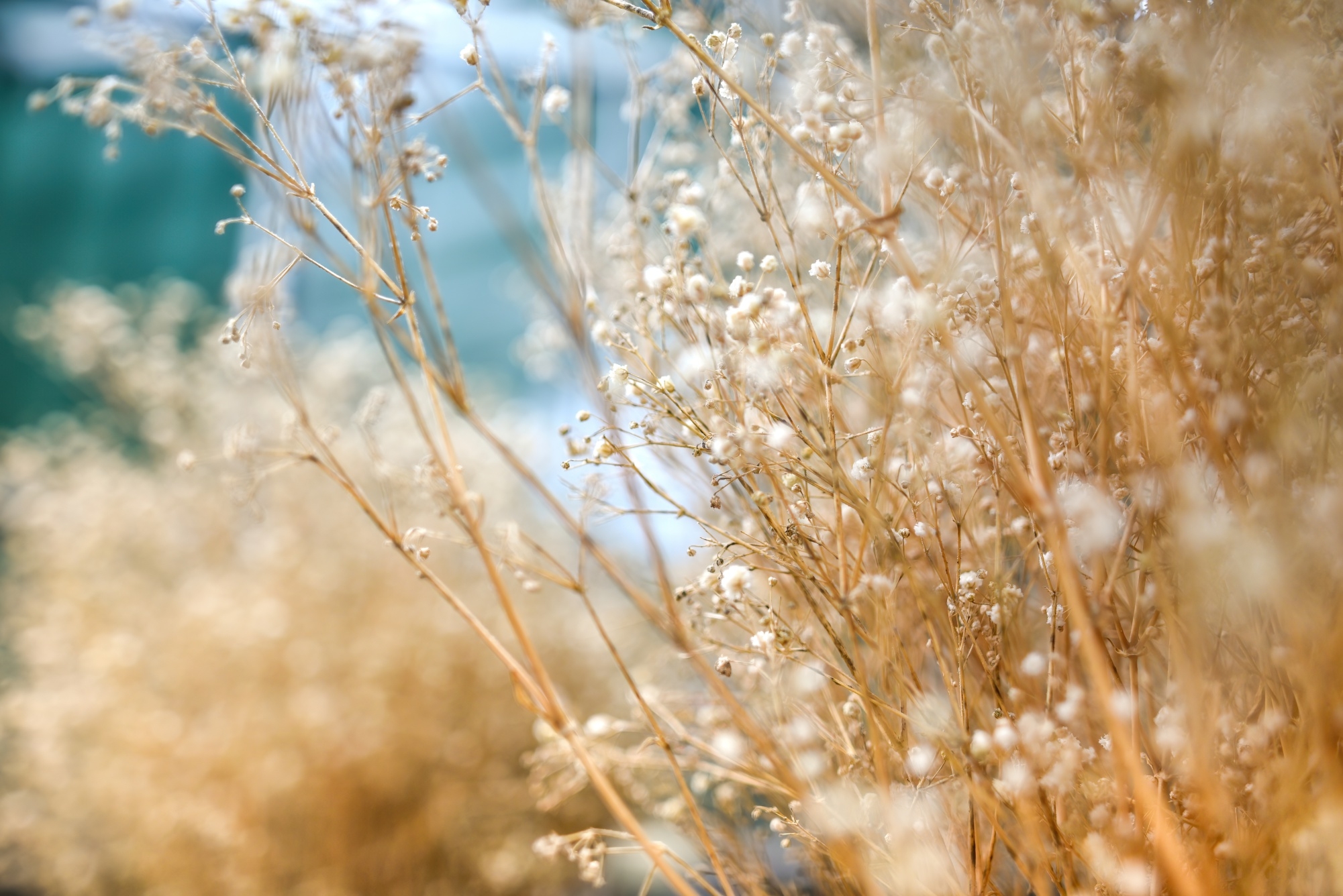 Fototapeta zboża, trawy 5404