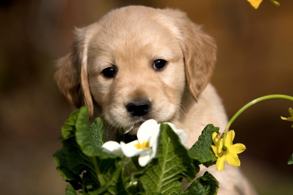 Fototapeta piesek 141a