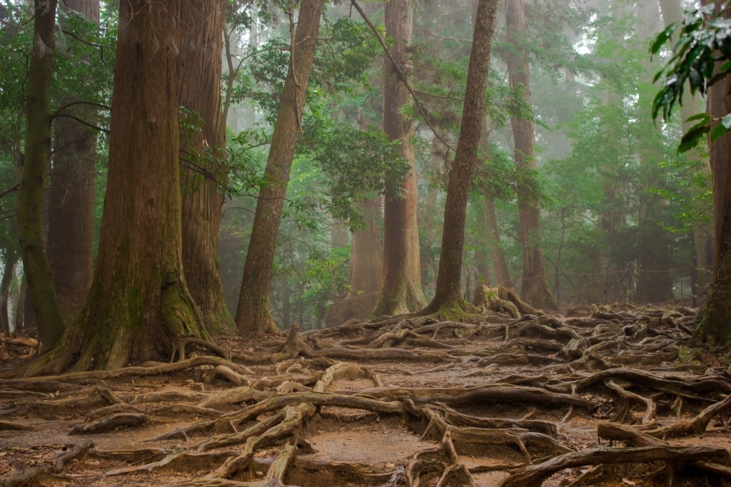 Fototapeta las korzenie 726