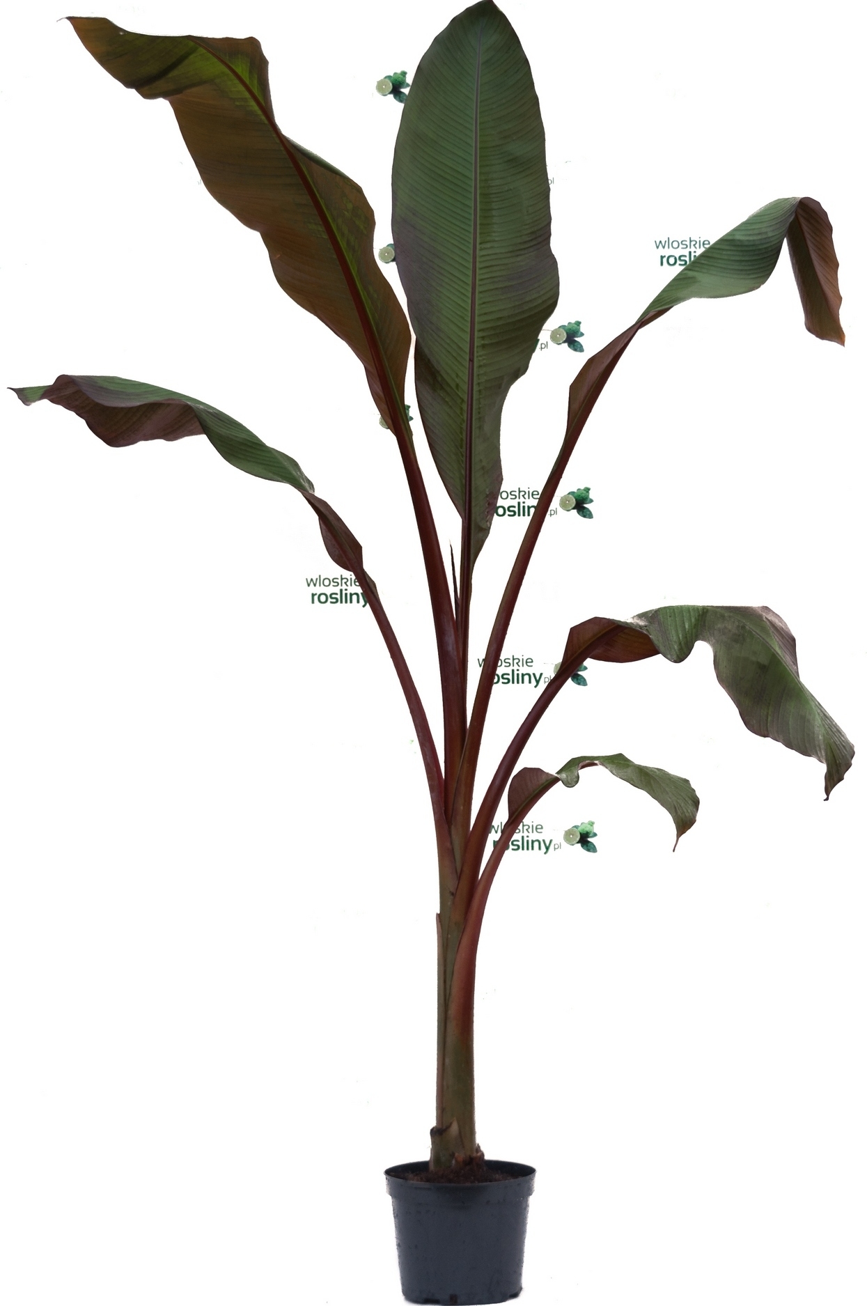 Image of bananowiec ensete maurelii duże drzewo