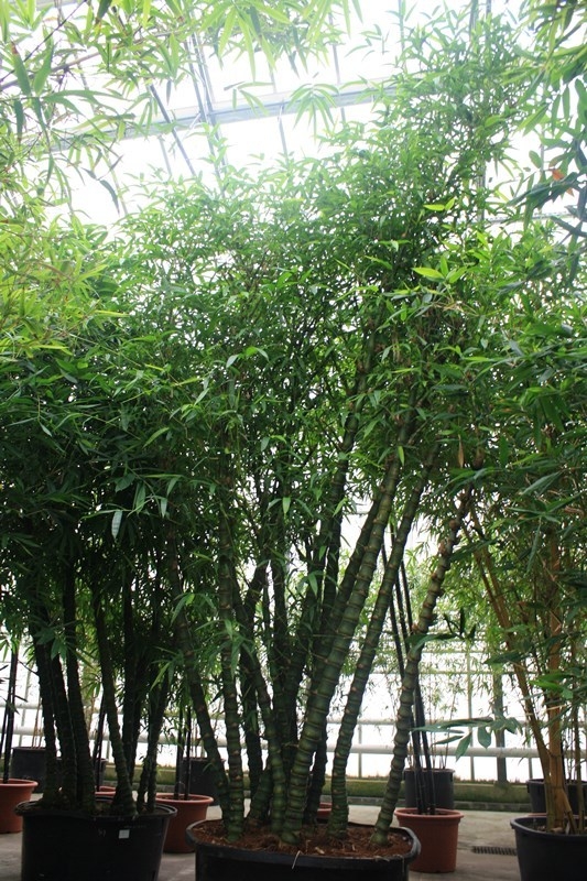 Image of bambusa ventricosa
