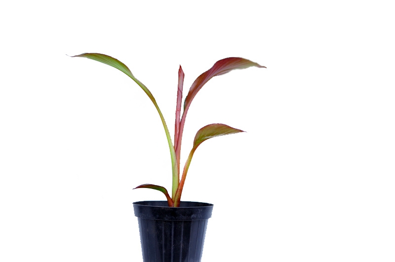 Image of bananowiec ensete maurelii drzewko