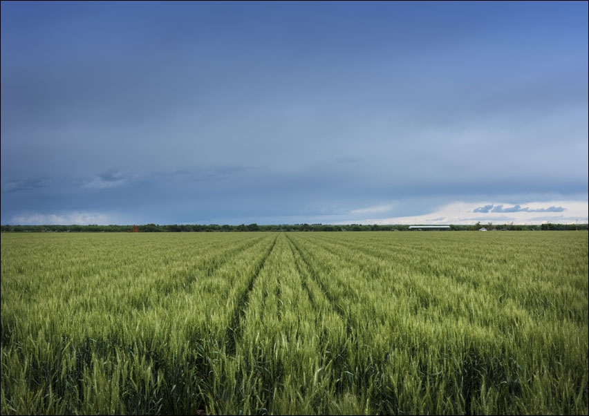 Image of A lush field beneath threatening skies in rural Otero County, Colorado., Carol Highsmith - plakat Wymiar do wyboru: 60x40 cm