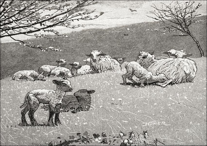 Image of Spring Lamb, Winslow Homer - plakat Wymiar do wyboru: 84,1x59,4 cm