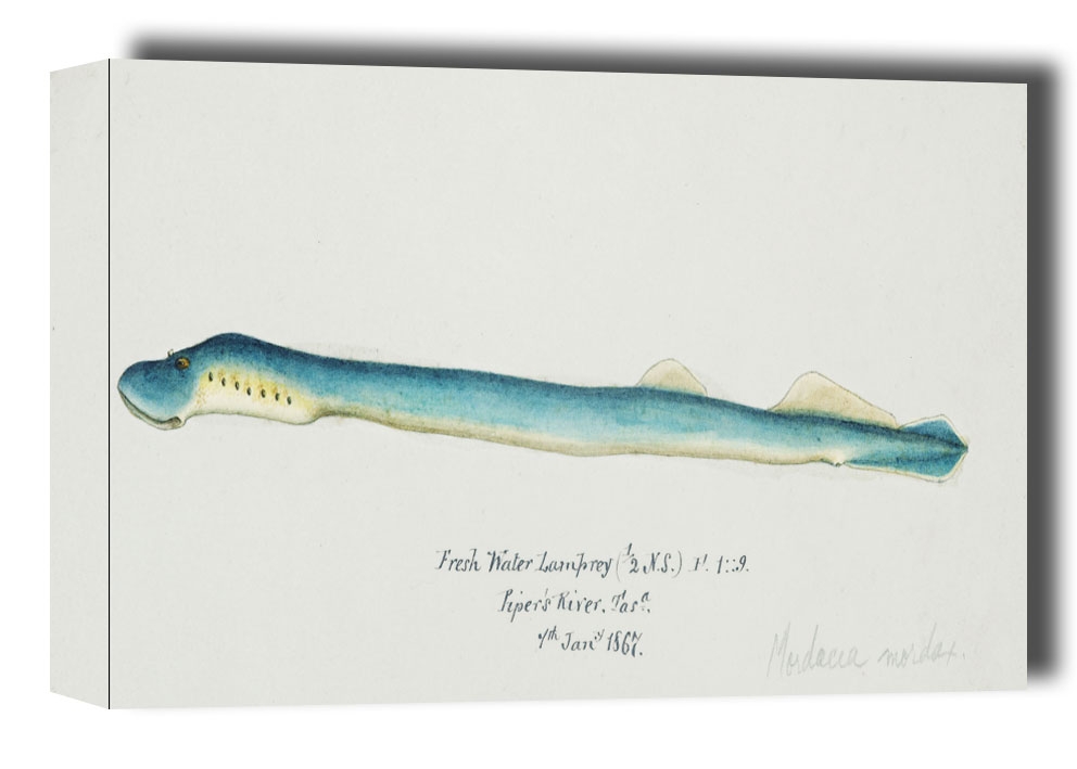 Image of Antique fish geotria australis fresh water lamprey, F. E. Clarke - obraz na płótnie Wymiar do wyboru: 40x30 cm