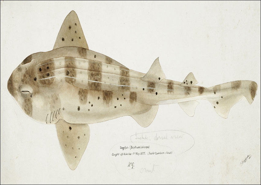 Image of Antique fish Carpet Shark, F. E. Clarke - plakat Wymiar do wyboru: 84,1x59,4 cm