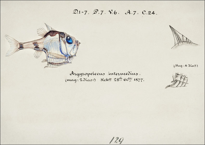 Image of Antique drawing watercolor common hatchetfish marine life, F. E. Clarke - plakat Wymiar do wyboru: 30x20 cm