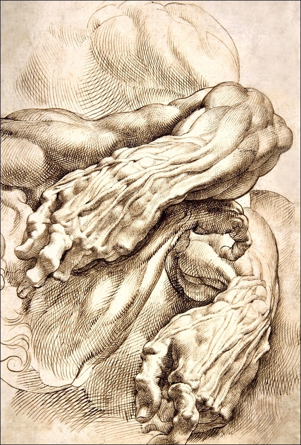 Image of Anatomical Studies a left forearm in two positions and a right forearm, Rubens - plakat Wymiar do wyboru: 30x40 cm