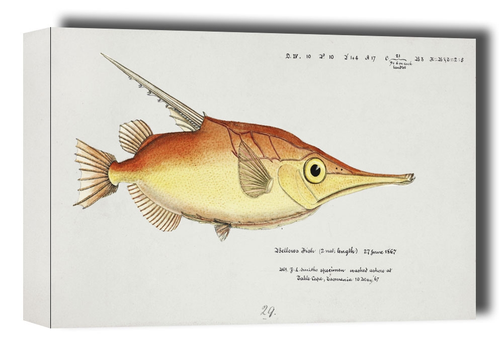 Image of Antique fish macrorhamphosus scolopax snipefish, F. E. Clarke - obraz na płótnie Wymiar do wyboru: 50x40 cm