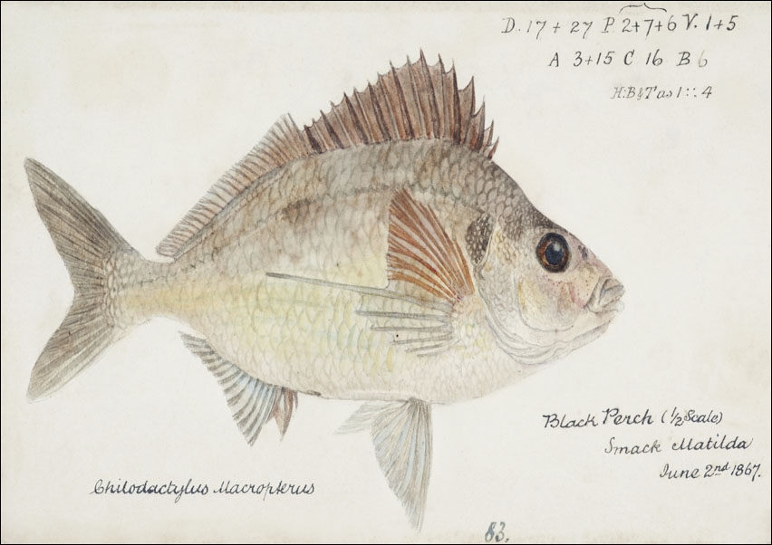 Image of Antique fish nemadactylus macropterus tarakihi, F. E. Clarke - plakat Wymiar do wyboru: 50x40 cm