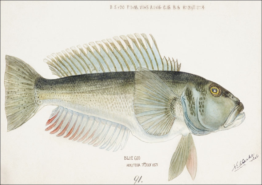 Image of Antique fish Parapercis colias, F. E. Clarke - plakat Wymiar do wyboru: 100x70 cm